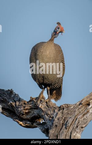 Guineafowl mit Helm auf totem Stumpf, der die Kamera ansieht Stockfoto