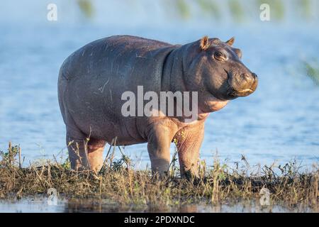 Hippokalb steht auf einer Insel im Fluss Stockfoto