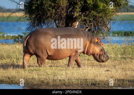 Hippo-Spaziergänge auf einer grünen Insel in der Sonne Stockfoto