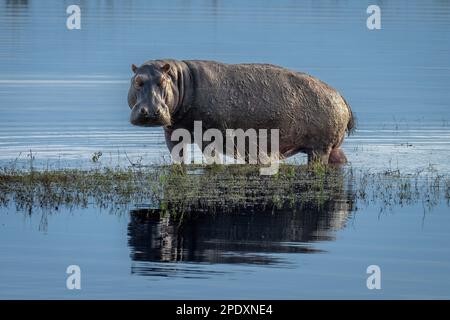 Hippo steht auf der Insel und blickt auf das Flussufer Stockfoto