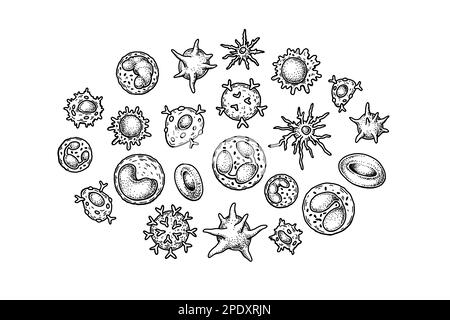 Blutzellen auf weißem Hintergrund isoliert. Wissenschaftlich-mikrobiologische Vektordarstellung im Skizzenstil Stock Vektor