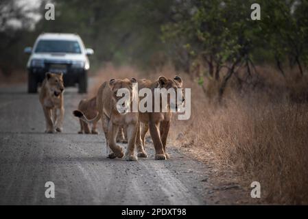 Der Stolz der Löwen, die im Kruger-Nationalpark die Straße hinunter laufen Stockfoto
