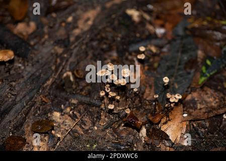 Kleine Pilze, die nach dem Regen im Sandwald aufgetaucht sind Stockfoto