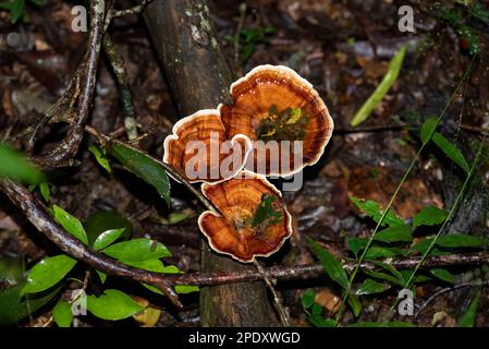 Pilze, die nach guten Regenfällen im Sandwald wachsen Stockfoto