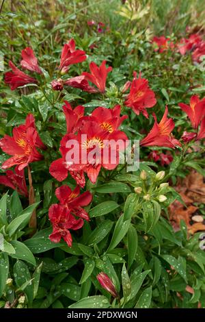 Alstroemeria bunte Blumen Stockfoto