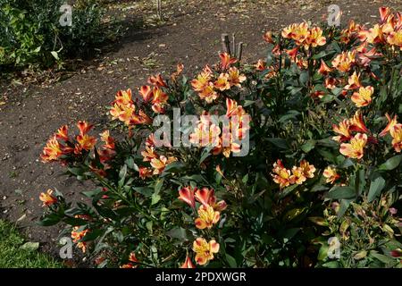 Alstroemeria bunte Blumen Stockfoto