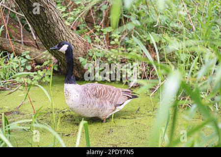 Eine Ente mit ihren Beinen im Wasser oder Schlamm auf einem See oder Teich im Figgate Park in Edinburgh, Schottland, Großbritannien. Stockfoto