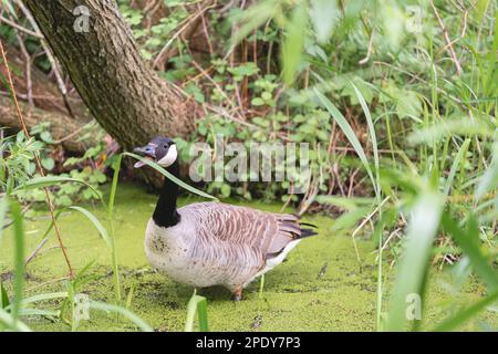 Ein Vogel und eine Ente, die ein Blatt mit offenem Schnabel im Wasser oder Schlamm auf einem See oder Teich im Figgate Park in Edinburgh, Schottland, Großbritannien, essen. Stockfoto