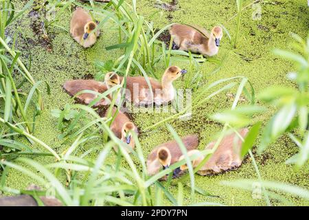 Eine Gruppe von sieben Enten, die auf einem See oder Teich schwimmen, umgeben von grünem Gras und Pflanzen im Figgate Park in Edinburgh, Schottland. Stockfoto