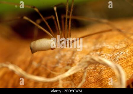 Kellerspinne mit langem Körper (Pholcus sp.) Mit glühenden Augen, die auf einer Pflanze krabbeln, Arachniden, langen Beinen, behaart, gruselig, Makrofotografie Stockfoto