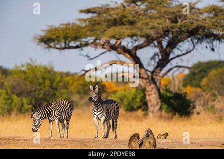 Plains Zebra, Equus quagga im Hwange-Nationalpark, Simbabwe. Stockfoto