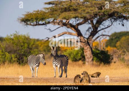 Plains Zebra, Equus quagga im Hwange-Nationalpark, Simbabwe. Stockfoto