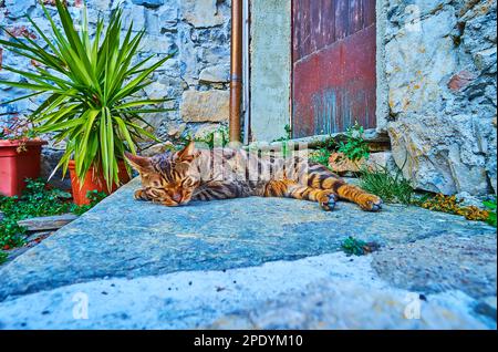 Eine schöne bengalische Katze schläft an der Schwelle des Oldtimer-Hauses, Gandria, Schweiz Stockfoto