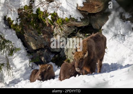 Europäischer Bison (Bison bonasus) im Schnee im Bayerischen Wald-Nationalpark, Bayern. Stockfoto