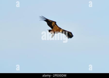 Greifvogel Griffon Vulture, der am Himmel aufsteigt Stockfoto