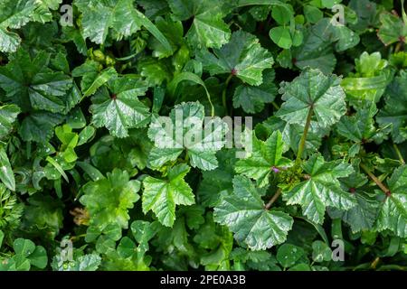 Wiese mit grünem Gras und Regentropfen. Nahaufnahme von grünen Blättern mit Wassertropfen aus Regen oder Morgentau. Stockfoto