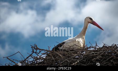 Weißstorch (Ciconia ciconia) auf einem Baum in der Dehesa de Abajo, Naturschutzgebiet in La Puebla del Río, Sevilla, Spanien Stockfoto