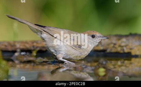 Weibliche Eurasische Schwarzkappenmakrele (sylvia atricapilla) auf einem trockenen Ast in der Nähe eines Wasserteichs Stockfoto