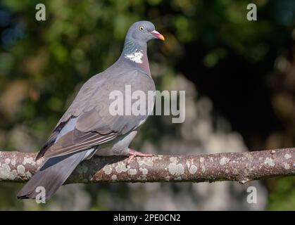 Gewöhnliche Holztaube (columba palumbus) hoch oben auf einem alten Ast mit Moos und Flechten im Dorf Stockfoto