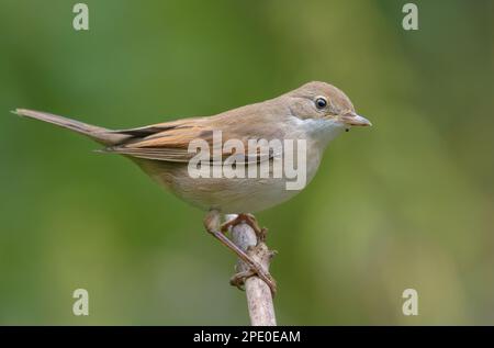 Gemeiner Weißer Hals (Curruca communis), der im Sommer auf einem kleinen Ast mit klarem grünen Hintergrund posiert Stockfoto