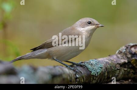 Tight Shot von Lesser Whitethroat (Curruca curruca) hoch oben auf dem gefallenen Ast in der Sommersaison Stockfoto