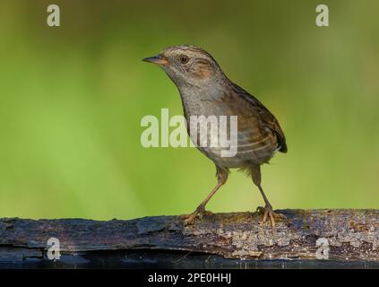 Der seltsame Dunnock (Prunella modularis) steht auf einem trockenen Ast ohne Schwanz Stockfoto