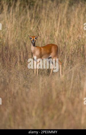 Ein scheuer Steenbok kann im Hwange-Nationalpark in Simbabwe gesehen werden. Stockfoto