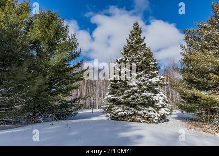 Bäume auf einer längst verstreuten Farm entlang der Munising Ski Trails am Pictured Rocks National Lakeshore, Munising, Upper Peninsula, Michigan, USA Stockfoto