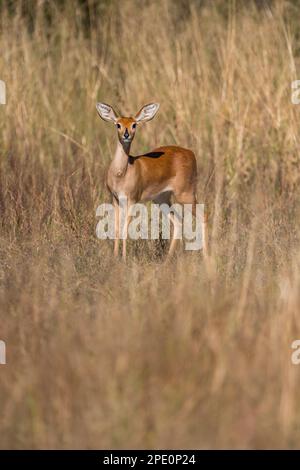 Ein scheuer Steenbok kann im Hwange-Nationalpark in Simbabwe gesehen werden. Stockfoto