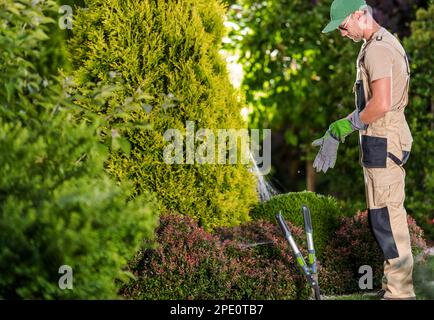 Kaukasischer Gartenarbeiter in seinen 40s Jahren, der sich mit Schutzhandschuhen auf die Arbeit vorbereitet. Gartenpflege Im Sommer. Stockfoto