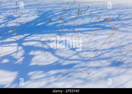 Bäume auf einer längst verstreuten Farm entlang der Munising Ski Trails am Pictured Rocks National Lakeshore, Munising, Upper Peninsula, Michigan, USA Stockfoto