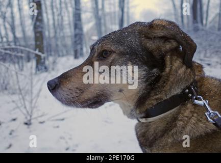 Porträt eines Kreuzhundes im Schnee. Hintergrund: Ein Holz in Deutschland Stockfoto