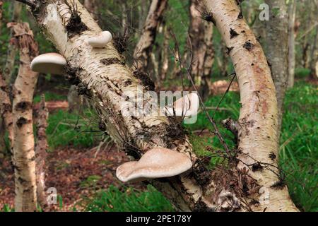 Birkenpolypore/Razor-Strop-Pilze (Piptoporus betulinus), die auf Silberbirke (Betula pendula) in Laubwäldern, Ross-shire, Schottland wachsen. Stockfoto