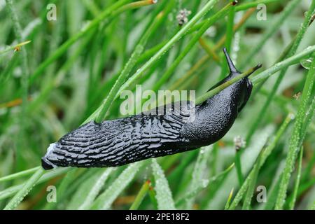 Black Slug (Arion ater) on Grasses in Rain, St Abbs Head National Nature Reserve, Berwickshire, Scottish Borders, Schottland, Mai 2016 Stockfoto