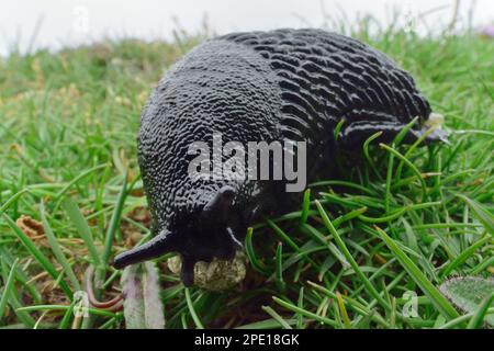 Black Slug (Arion ater) Weitwinkelblick auf Tiere im Gras von der Klippe, St Abbs Head National Nature Reserve, Berwickshire, Schottland Stockfoto