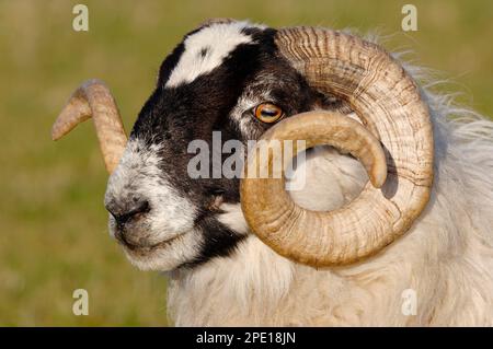 Schwarzgesichtiges Schaf (ovis domesticus) Nahaufnahme eines Ramms im Frühjahr mit beeindruckenden Hörnern, Islay, Hebriden, Schottland, April 2007 Stockfoto