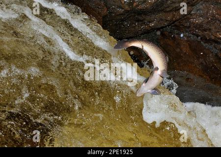 Braunforelle (Salmo trutta) Springwasserfall, um Laichbetten zu erreichen, River Almond, Perthshire, Schottland, September 2010 Stockfoto