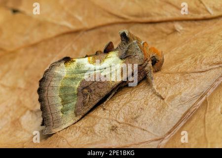 Brünierte Messingmotte (Diachrysia chrysitis), Erwachsener auf Sackblatt, Berwickshire, Schottische Grenzen, Schottland, Juli 2013 Stockfoto