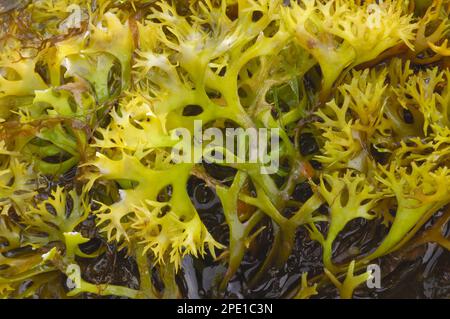 Carrageen / bei Ebbe exponierte irische Moss-Algen (Chondrus crispus), Isle of Skye, Hebriden, Schottland, August 2007 Stockfoto