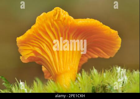 Pfifferelle fungi (Cantharellus cibarius) Growing in coniferous Forest, Inverness-shire, Schottland, August 2008 Stockfoto