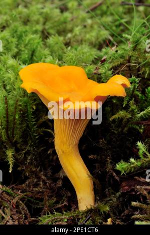 Pfifferelle fungi (Cantharellus cibarius) Growing in coniferous Forest, Inverness-shire, Schottland, August 2008 Stockfoto