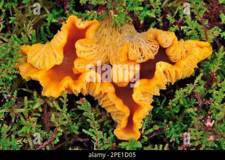 Pfifferelle fung (Cantharellus cibarius) Übersichtsansicht der Probe mit unregelmäßigen, nach oben gedrehten Rändern, die in Leng Heather (Calluna vulgaris), Loch wachsen Stockfoto