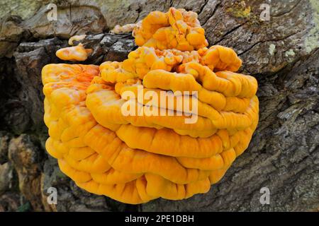 Chicken of the Woods fungi (Laetiporus sulureus) Growing in Decaying Willow Stump, Berwickshire, Scottish Borders, Schottland, Mai 2011 Stockfoto