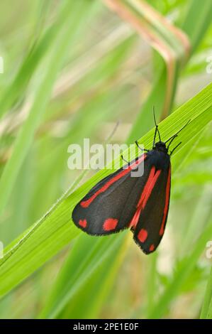 Cinnabar Moth (Tyria jacobaeae), ruht auf der Unterseite eines Grashalms bei kühlem, bedeckten Wetter, North Northumberland, Mai 2022 Stockfoto