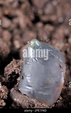 Gewöhnliche/lebhafte Eidechse (Zootoca vivipara) Nahaufnahme eines membranösen „Eies“, das kurz vor dem Schlüpfen steht, fotografiert unter kontrollierten Bedingungen. Stockfoto