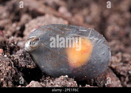 Häufige/lebhafte Echse Nahaufnahme des „Schlüpfens“ von Jugendlichen aus membranösen „Eiern“, auch mit Dottersack, fotografiert unter kontrollierten Bedingungen. Stockfoto
