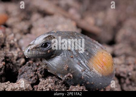 Häufige/lebhafte Echse Nahaufnahme des „Schlüpfens“ von Jugendlichen aus membranösen „Eiern“, auch mit Dottersack, fotografiert unter kontrollierten Bedingungen. Stockfoto