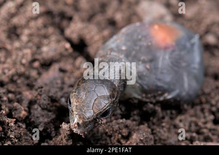 Häufige/lebhafte Echse Nahaufnahme des „Schlüpfens“ von Jugendlichen aus membranösen „Eiern“, auch mit Dottersack, fotografiert unter kontrollierten Bedingungen. Stockfoto