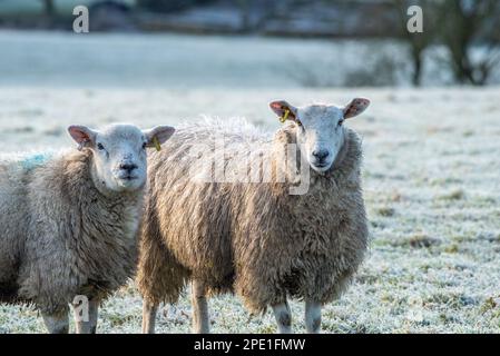 A Frosty Morning, Chipping, Preston, Lancashire, UK Stockfoto