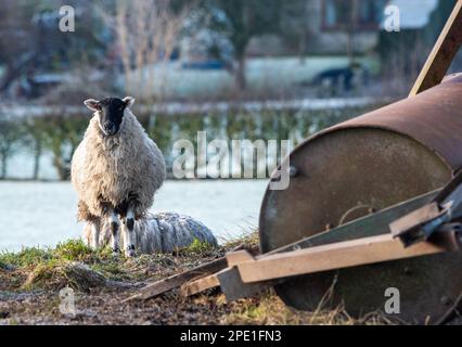 A Frosty Morning, Chipping, Preston, Lancashire, UK Stockfoto